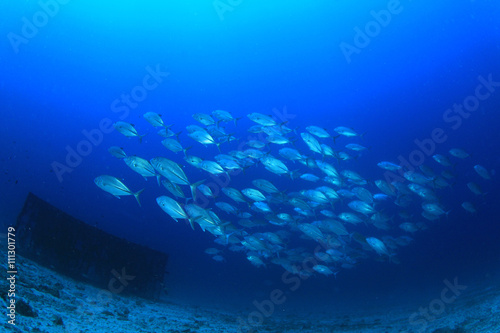 Underwater blue ocean and school of Bigeye Jack fish