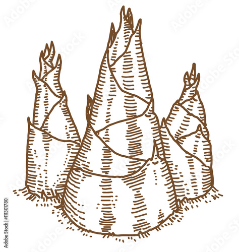 Shoots of bamboo