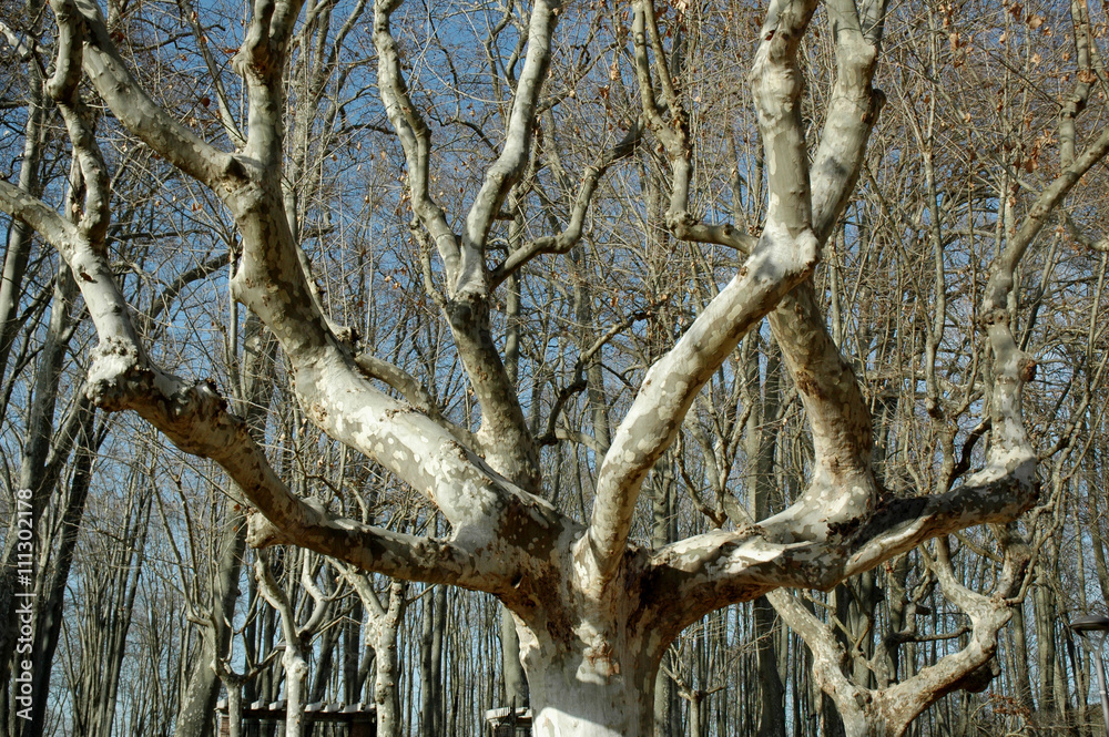 platane sans ses feuilles en hiver platane sans ses feuilles en hiver