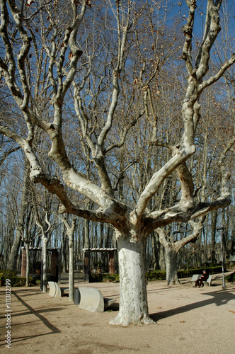 Platane dans le parc de la Devesa à Gérone en Espagne photo