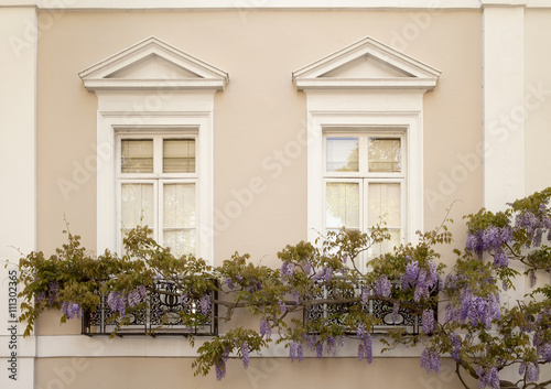 Draping Wisteria. Beautiful elegant wisteria drapes across the wrought iron balcony of an equally elegant window.