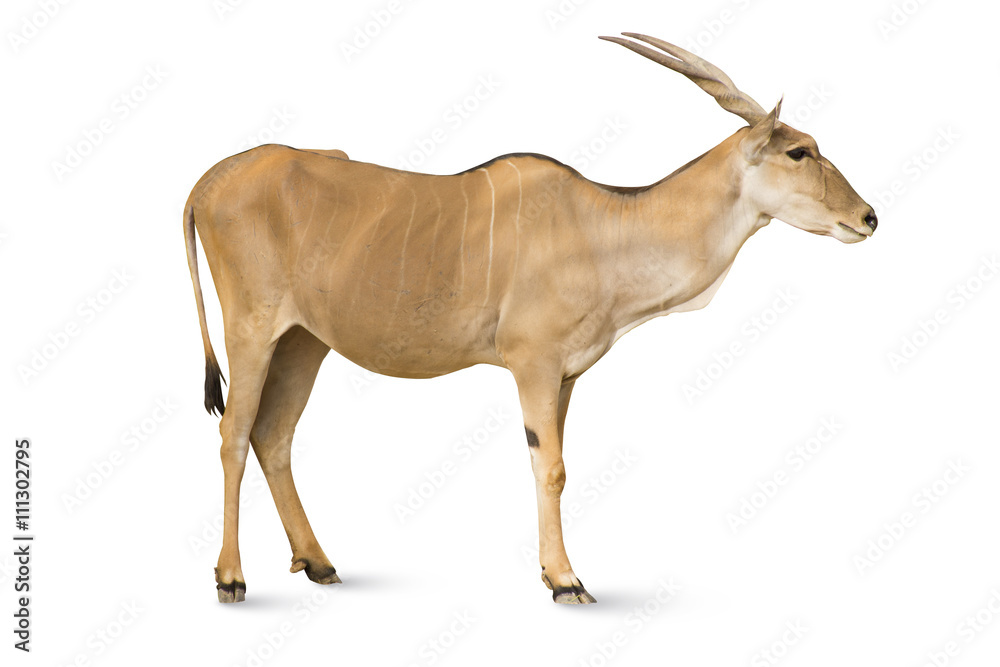 Obraz isolated antelope on white
