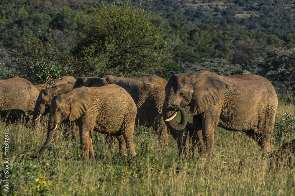 Elephant herd  in the wild at  the Welgevonden Game Reserve in South Africa