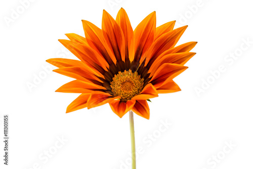 Quadro em tela beautiful gazania isolated