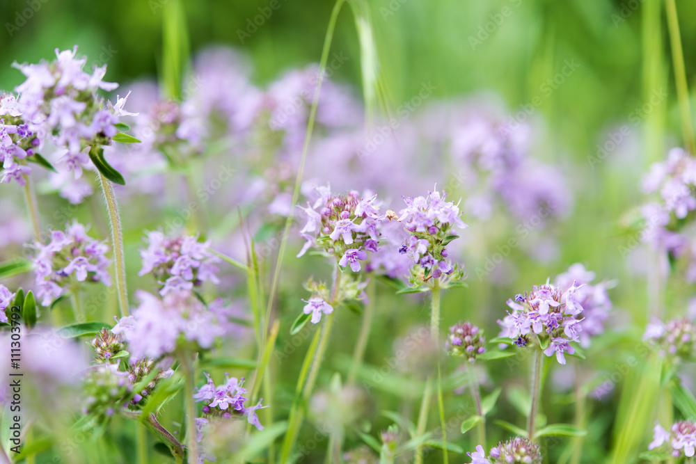 Fototapeta premium purple flowers close-up