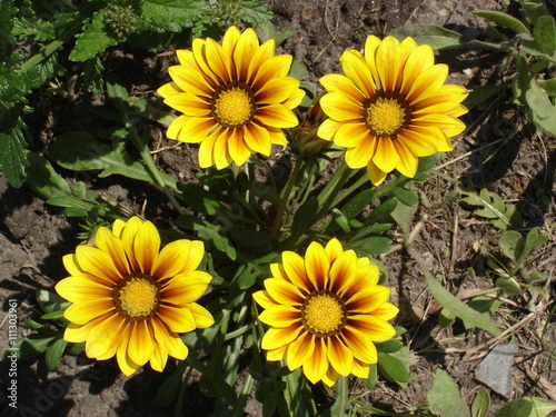 Four yellow with red stripes gazania flowers