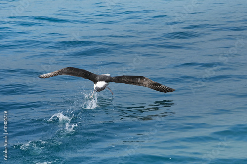 Albatross  Kaikoura  New Zealand