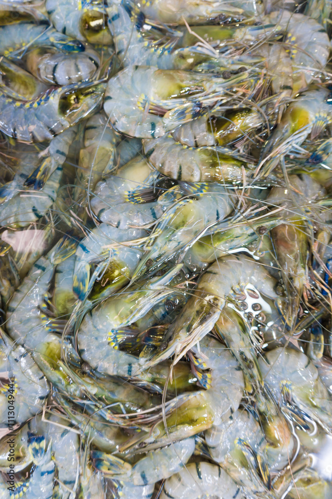 Fresh shrimp tiger prawn at the market