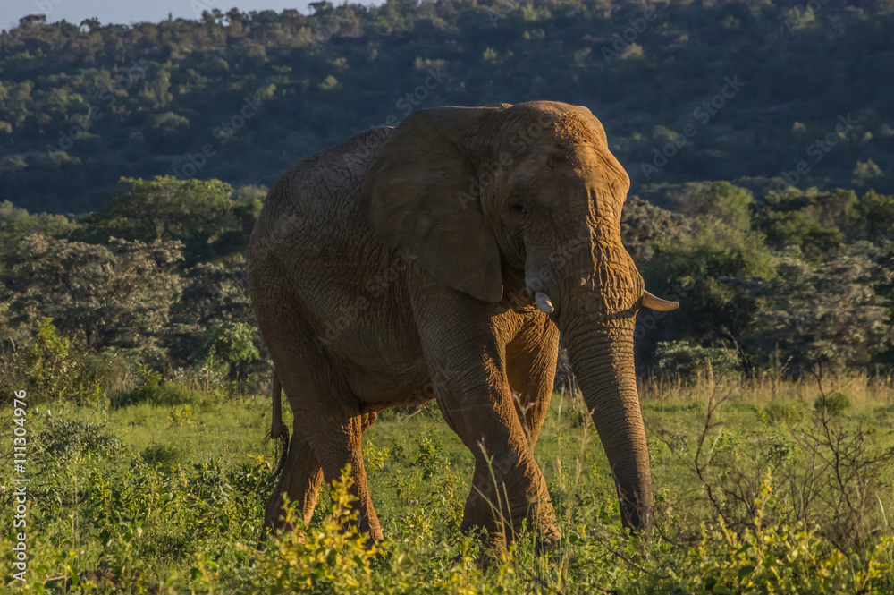 Fototapeta premium Elephant herd in the wild at the Welgevonden Game Reserve in South Africa