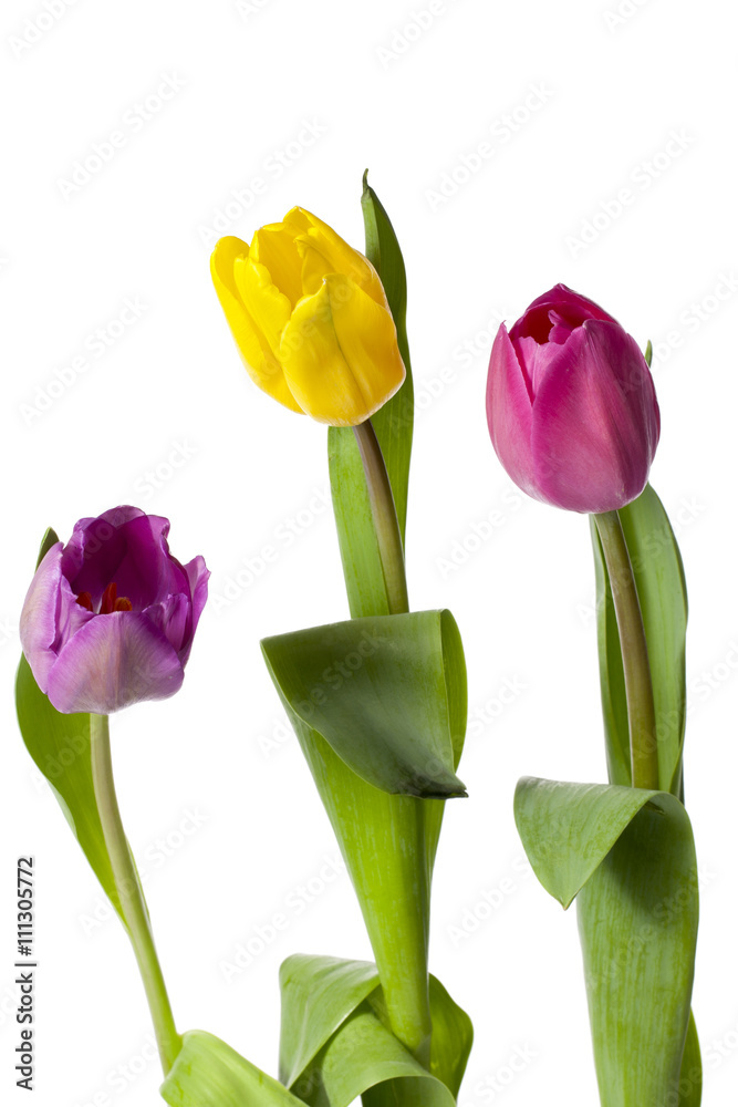 yellow and pink tulip flowers. yellow and pink tulip flowers.