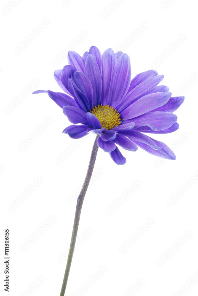 beautiful violet daisy beautiful violet daisy