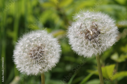 Dandelion on sunny day