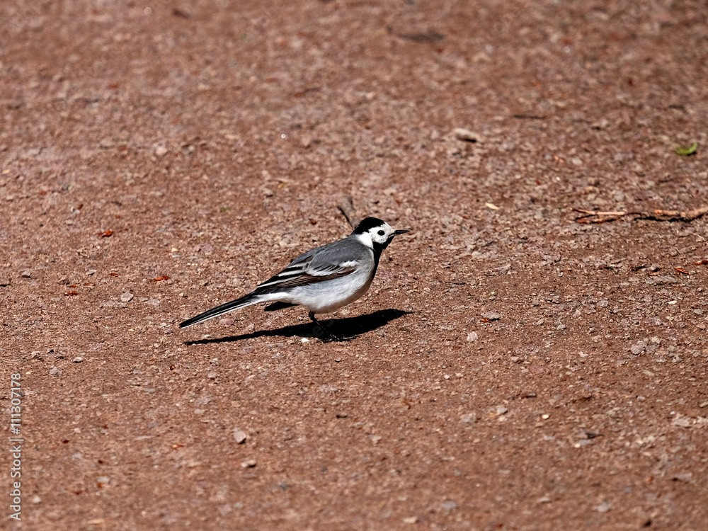 Obraz premium Wagtail