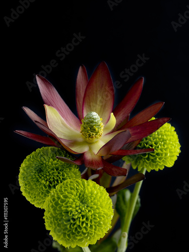 Fototapeta Naklejka Na Ścianę i Meble -  red lotus and chrysanthemum flowers