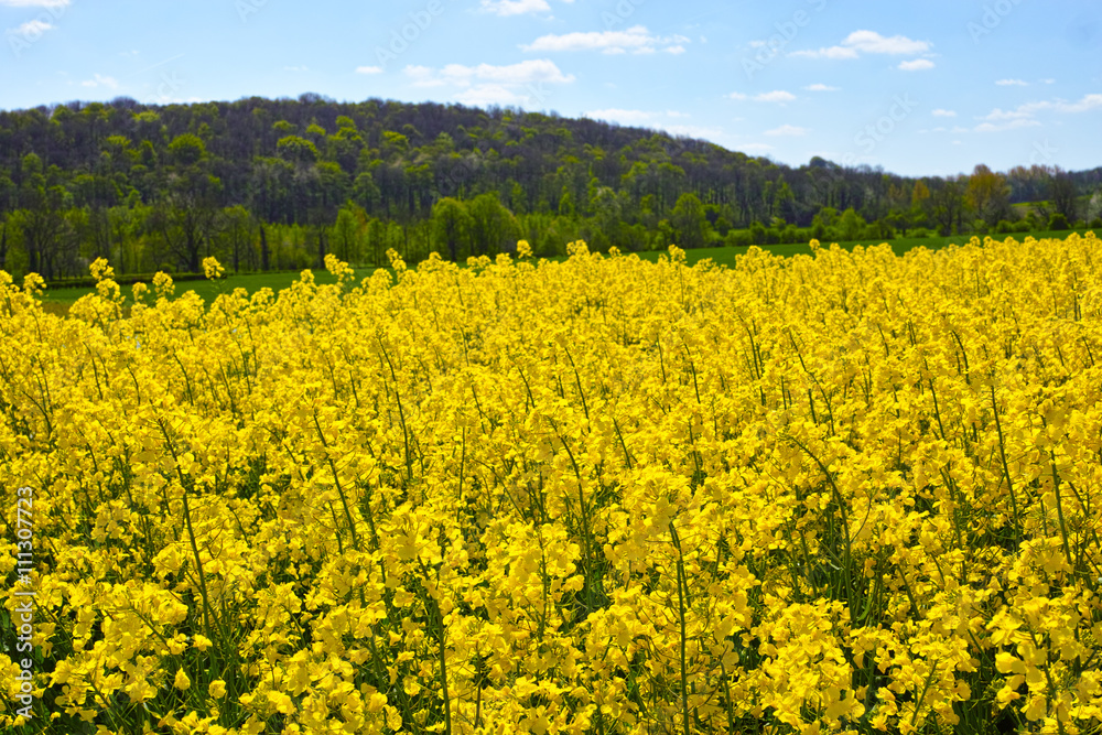 Cultivated yellow raps field in France