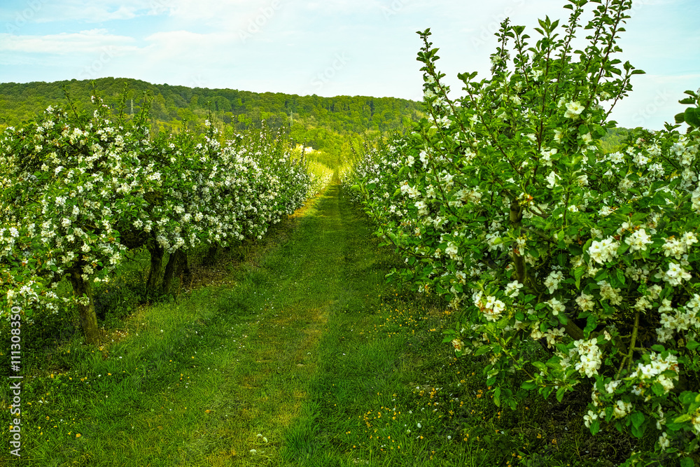  Blooming branch of apple tree in spring