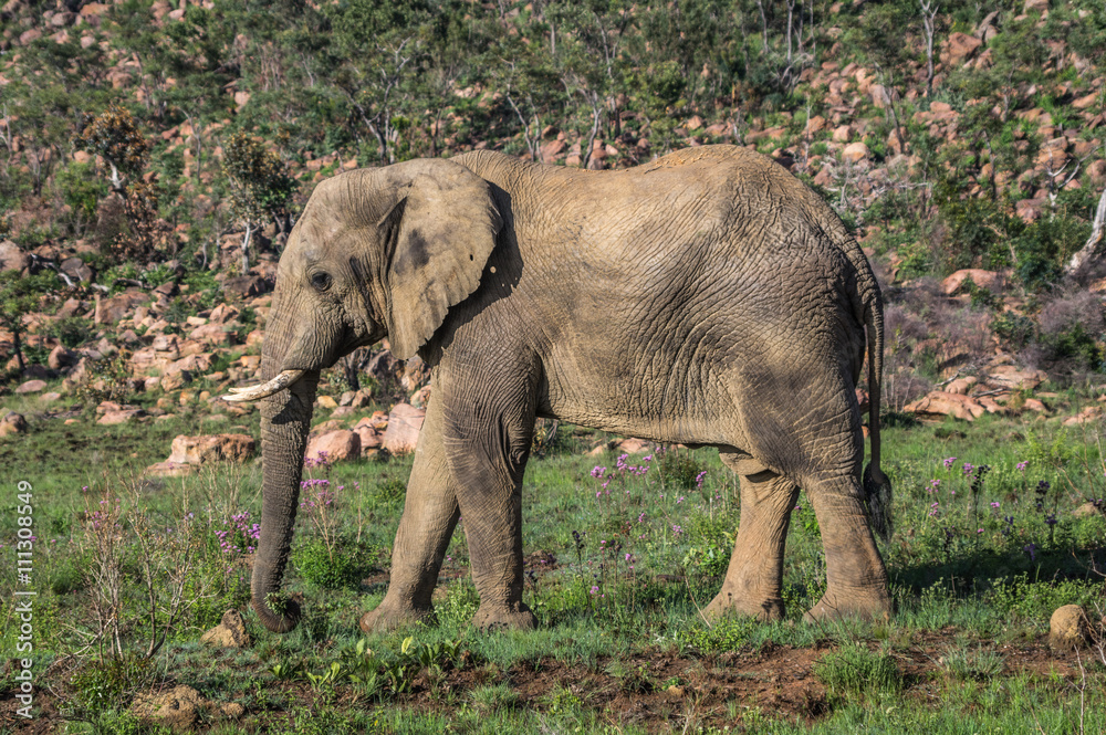 Elephant in the wild at the Welgevonden Game Reserve in South Africa Elephant in the wild at the Welgevonden Game Reserve in South Africa