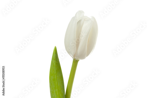 fresh white tulip #111308953