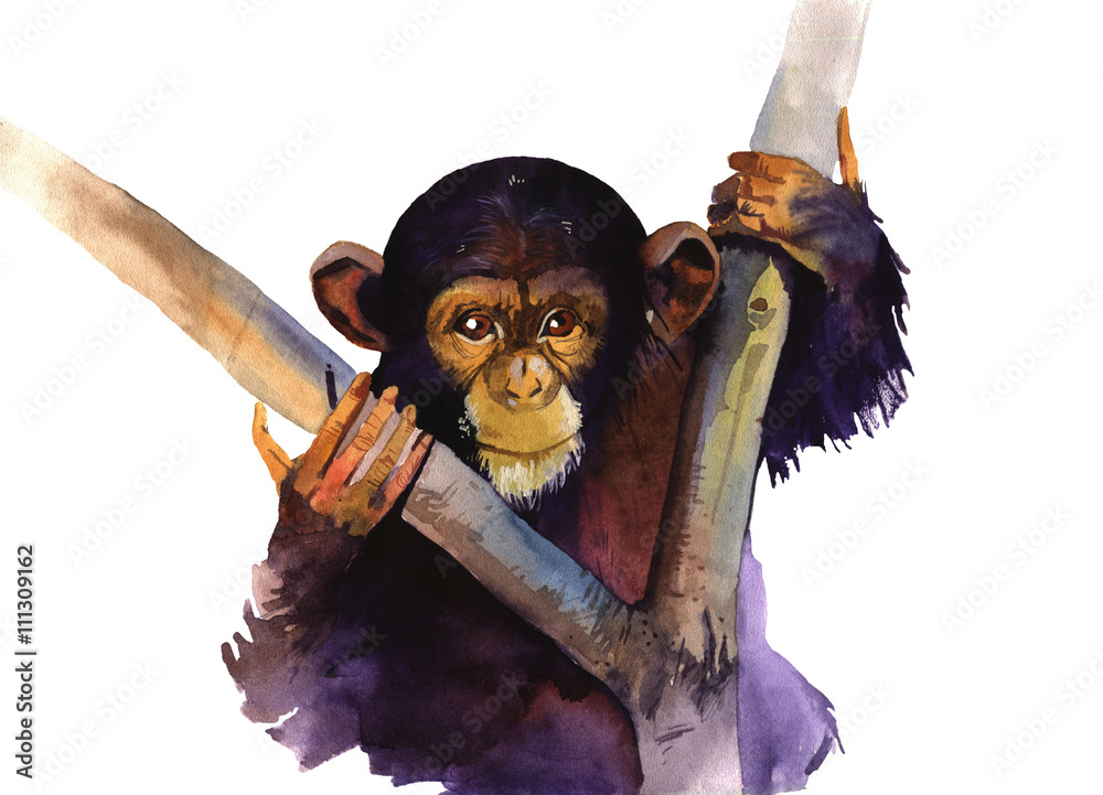 Naklejka premium watercolor monkey