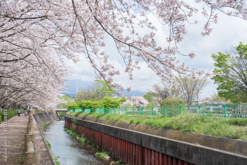 Cherry blossoms of Kadoike Park Cherry blossoms of Kadoike Park