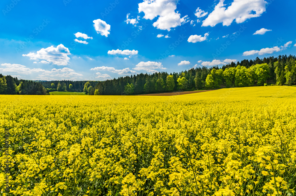 Obraz premium Raps Blüten Feld Landschaft Acker