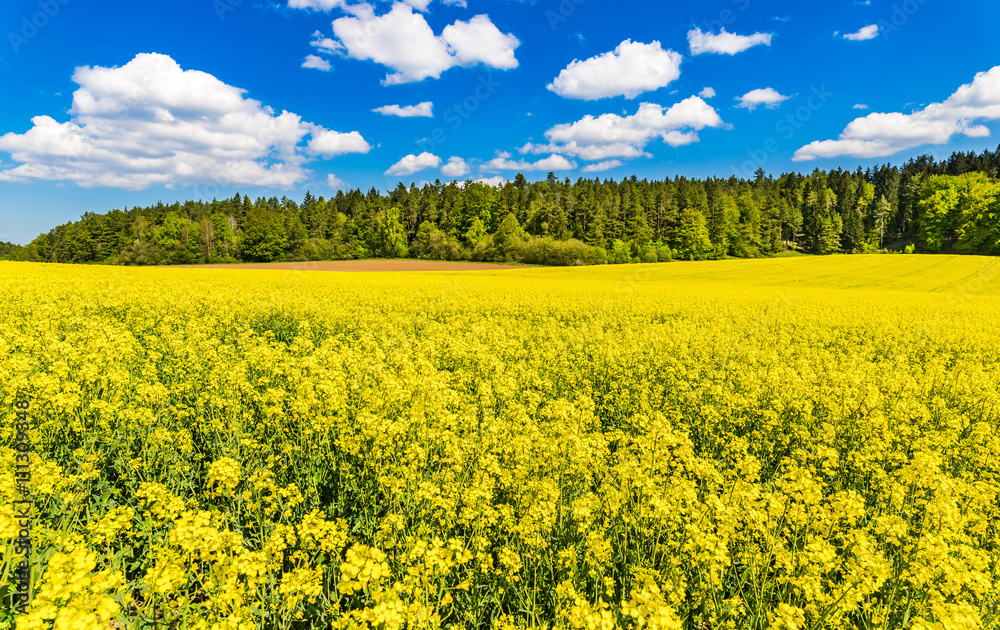 Rapsfeld Landwirtschaft Raps Gelb Blüte Rapsfeld Landwirtschaft Raps Gelb Blüte