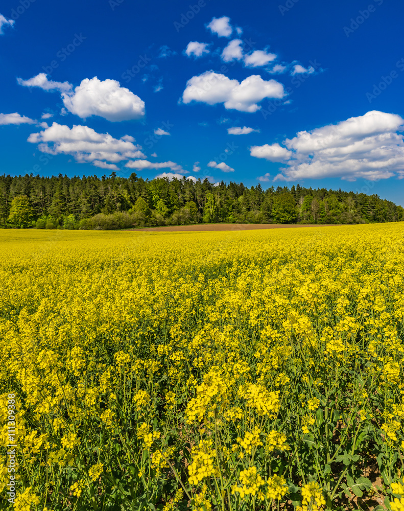 Obraz premium Raps Feld Blüte Pflanze Landwirtschaft Acker