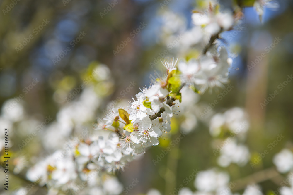 blooming cherry, spring, may, tree blooming cherry, spring, may, tree