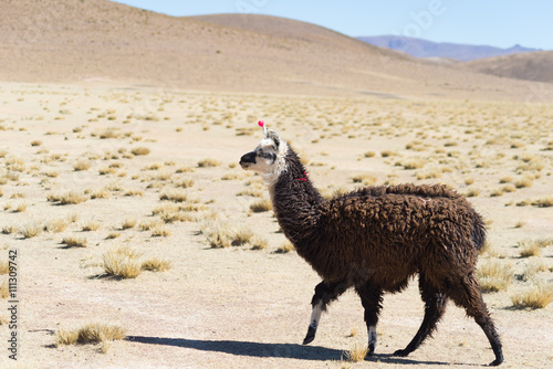 One single llama on the Andean highland in Bolivia © fabio lamanna