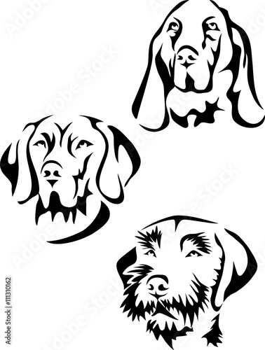 Hunter dog portrait