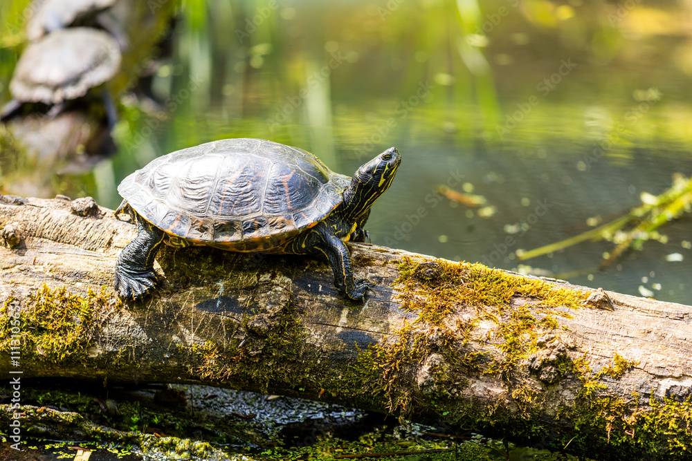 Fototapeta premium Schildkröte