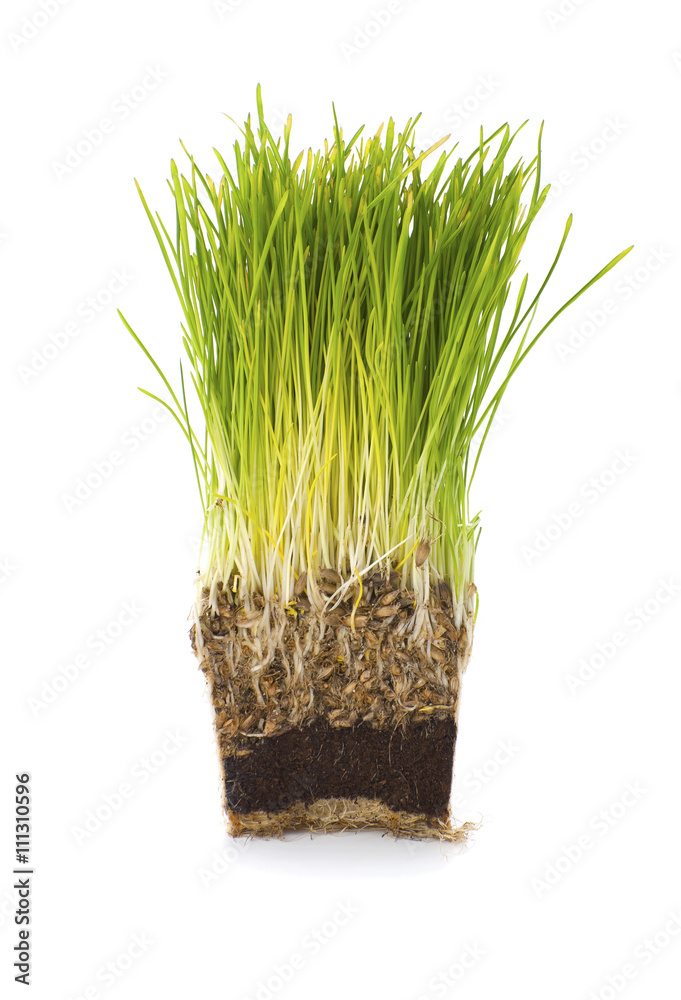 Obraz premium Green grass is grown in a pot in cross section..