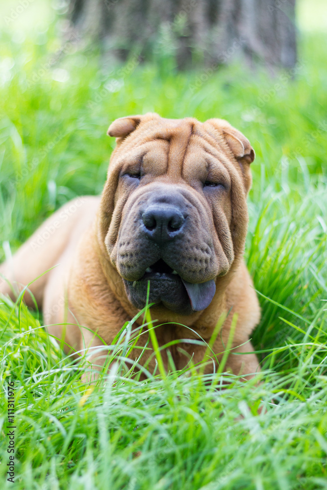 Funny little sharpei puppy 