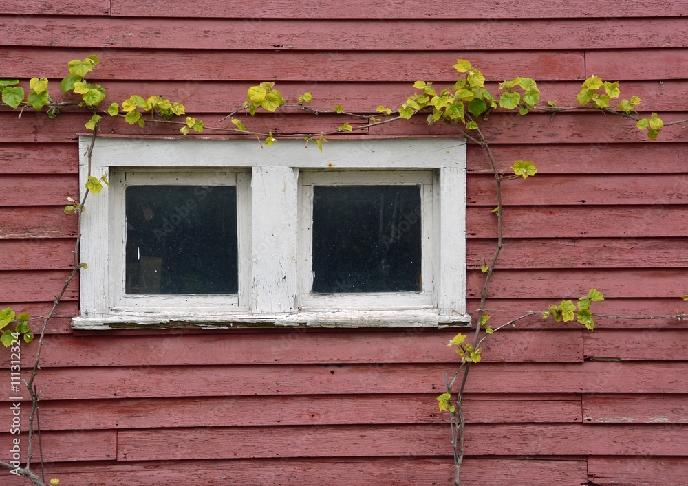 old barn window with vines growing on the wall old barn window with vines growing on the wall