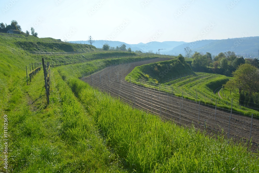 terrassenförmiger Weinberg auf dem Schutterlindenberg bei Lahr, Baden Deutschland