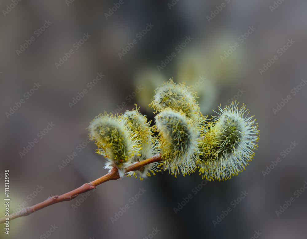 Obraz premium kidney, willow