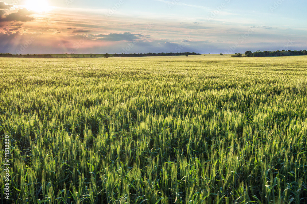 Sunset on a background of wheat fields