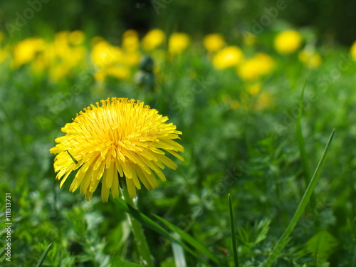 A lone yellow dandelion flowers on a meadow.