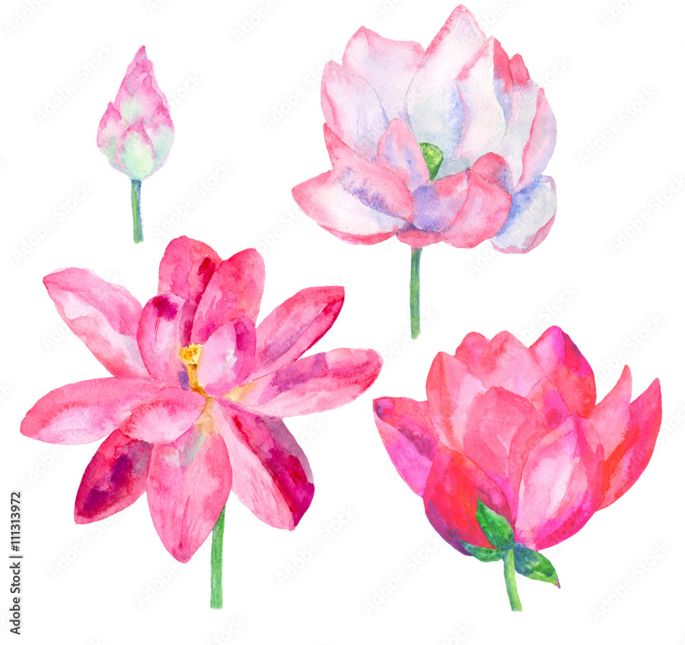 set lotus flowers isolated, watercolor illustration set lotus flowers isolated, watercolor illustration
