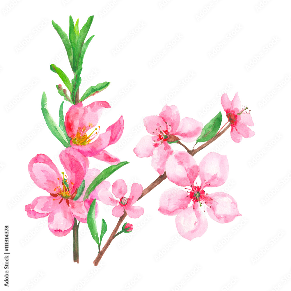 set of pink flowers and buds, spring blossoms isolated, watercolor painting