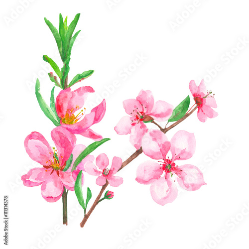 set of pink flowers and buds, spring blossoms isolated, watercolor painting