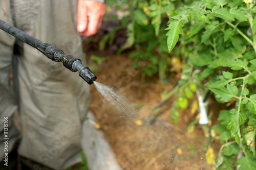 spray tomatoes from pests
