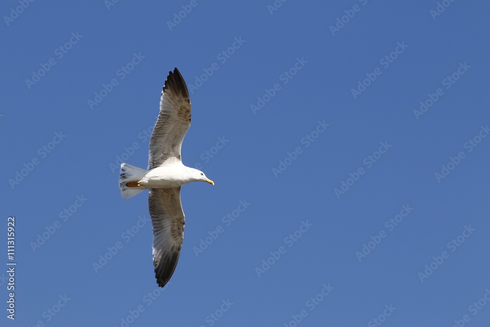 Obraz premium Mouette en plein vol sous un ciel bleu