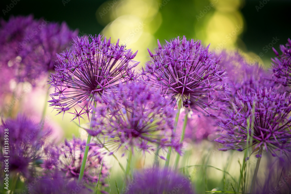 Allium am Morgen Allium am Morgen