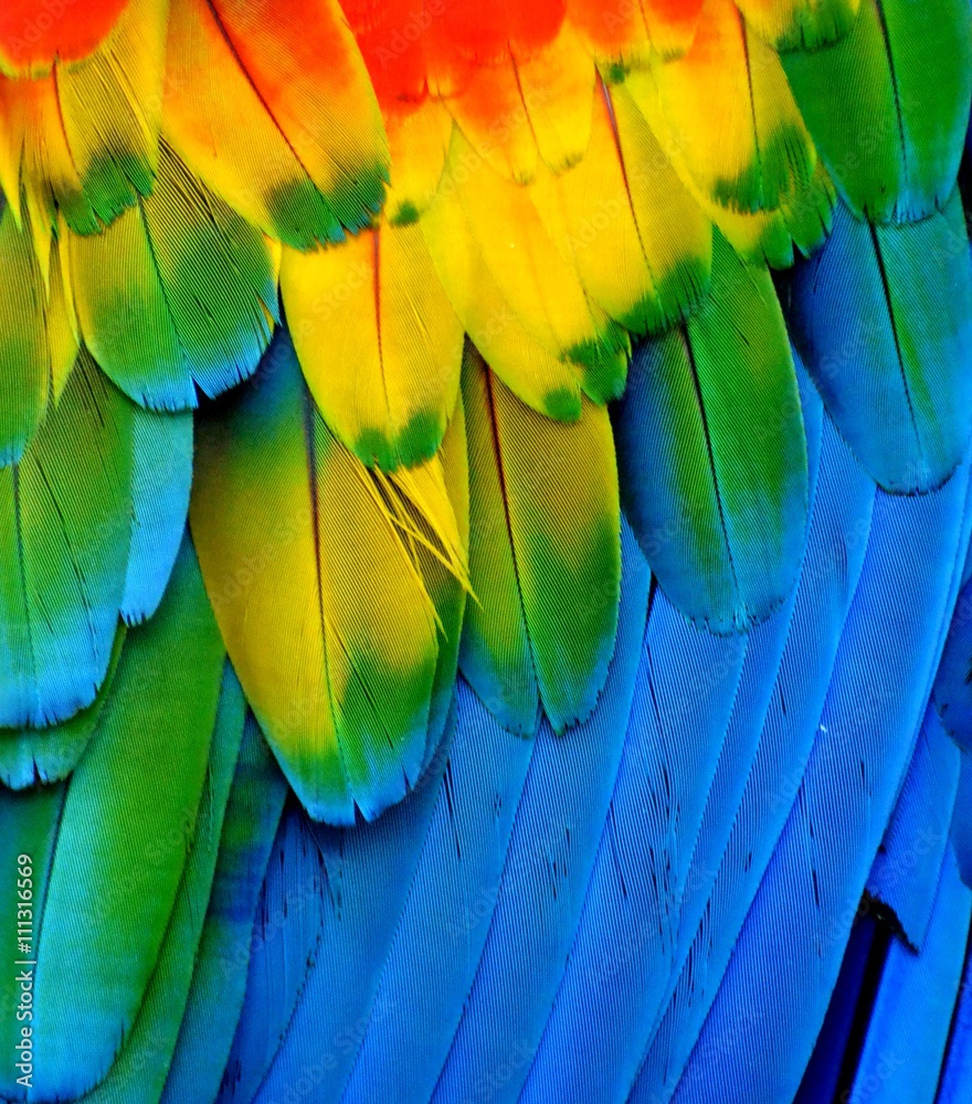 Obraz premium Multi-Colored Macaw Feathers