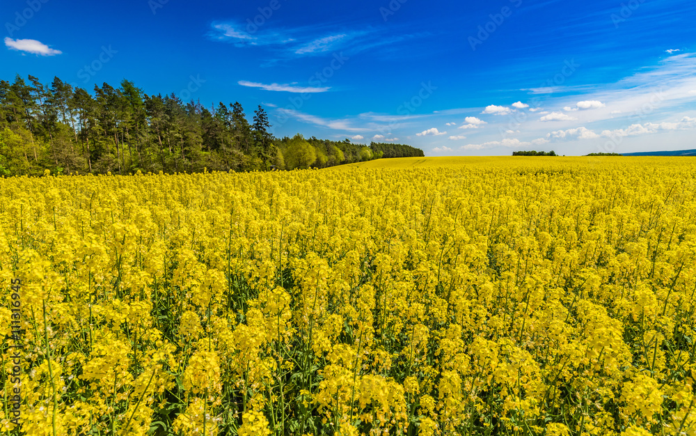 Rapsöl Anbau Raps Pflanze Feld Stock Photo | Adobe Stock