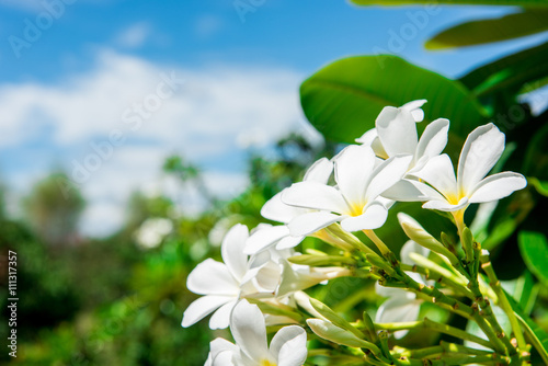 White plumeria with blue sky background