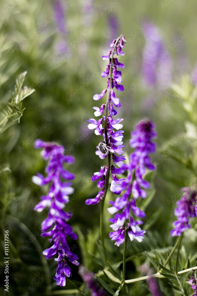 Blossoming of a field and meadow flower Vicia Blossoming of a field and meadow flower Vicia