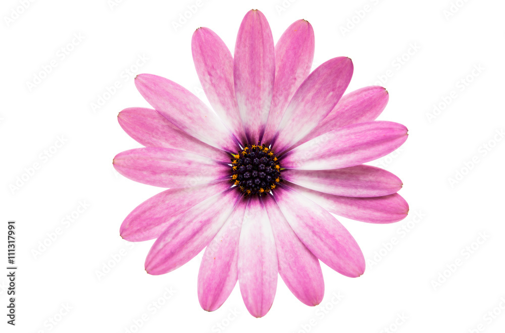 Violet Pink Osteosperumum Flower Daisy Isolated on White Backgro