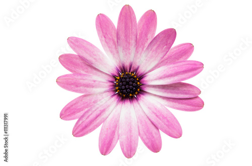 Violet Pink Osteosperumum Flower Daisy Isolated on White Backgro © ksena32